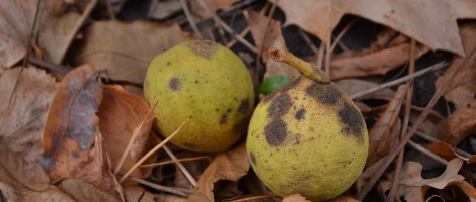 Black Walnuts: Getting to Know "The Truffle of Nuts"
